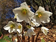 01 Ellebori in fiore sul sent. 561 percorso ad anello